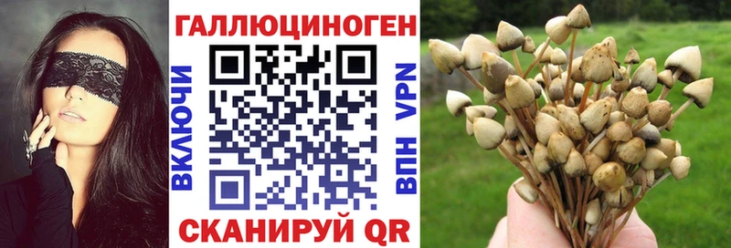 Псилоцибиновые грибы Cubensis  где купить наркотик  Балей 